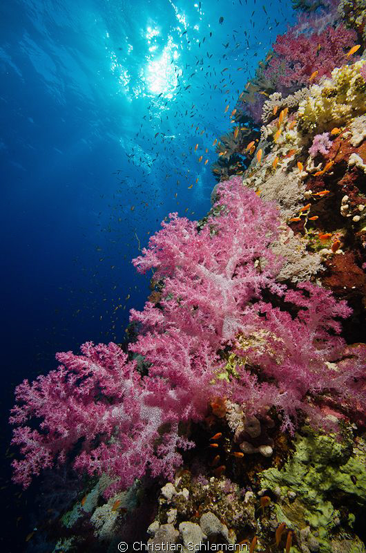 Typical corals in the Red Sea by Christian Schlamann 