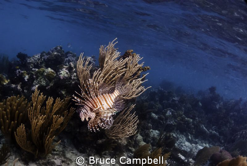 A lion fish hunting for food on the reef in Belize by Bruce Campbell 