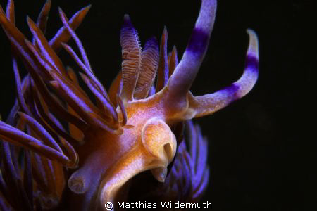 A very common Nudibranch in Sydney and usually crawling. ... by Matthias Wildermuth 