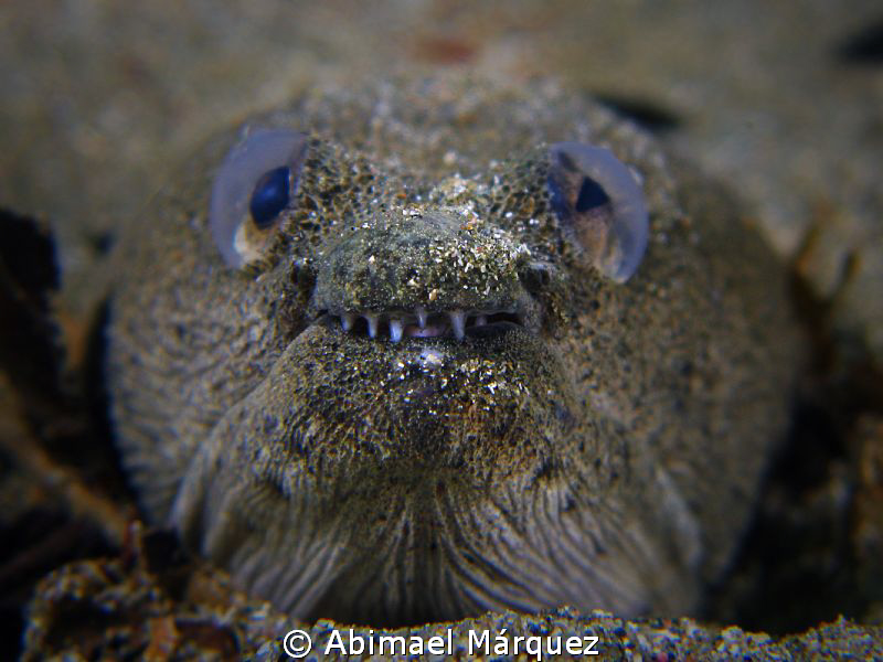 Face to face with a Snake Eel by Abimael Márquez 