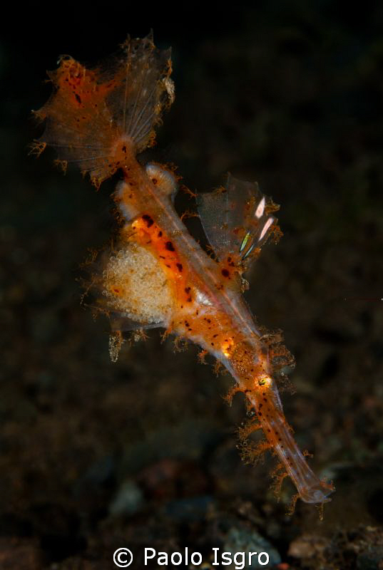 Roughsnout ghost pipefish .... with eggs by Paolo Isgro 