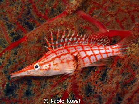 Oxycirrhites typus - Longnose hawkfish by Paolo Rossi 