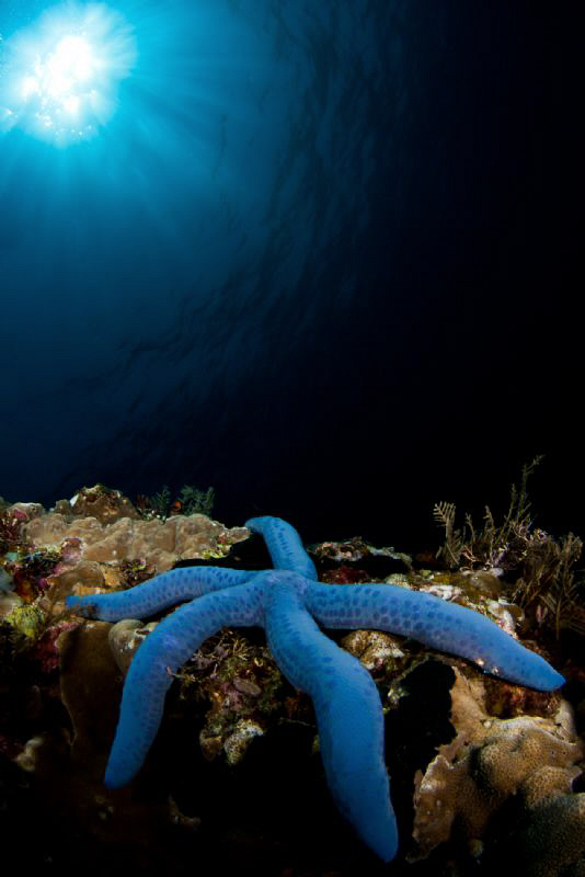 blue sea star with tokina 10-17 + ZEN minidome by Paolo Isgro 