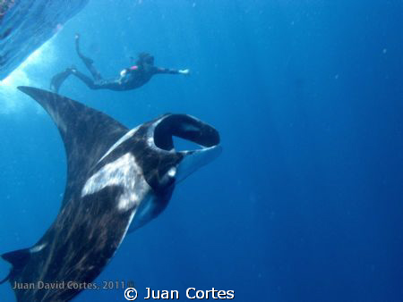 Snorkeling with giant mantas. San Benedicto Island, Revil... by Juan Cortes 