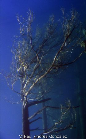 Underwater tree II by Paul Andres Gonzalez 