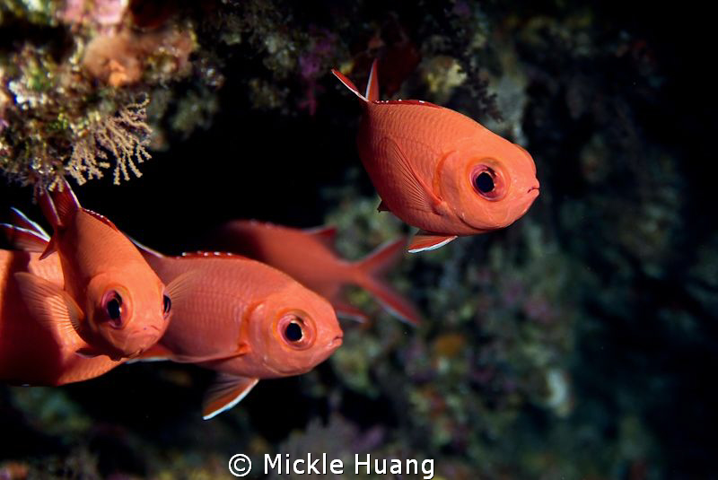 BIG EYES
Soldierfish
Orchid Island Taiwan
 by Mickle Huang 