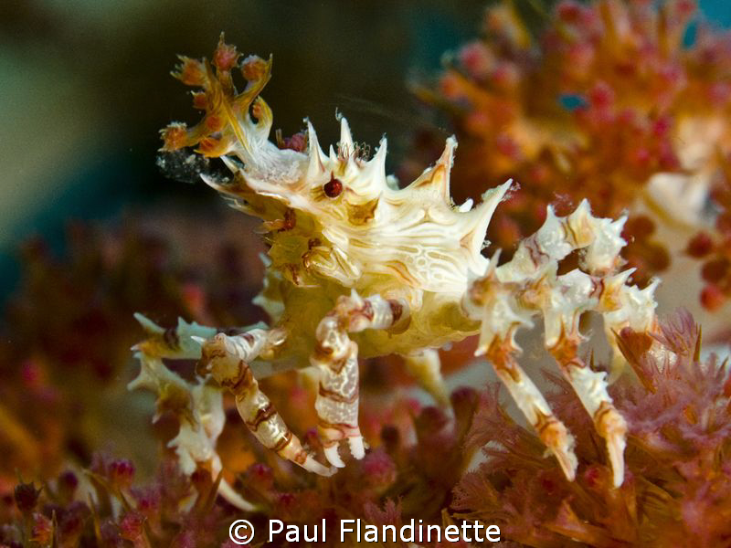 Soft Coral Crab by Paul Flandinette 