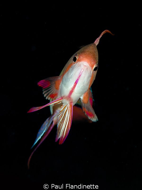 Male scalefin Anthia. Taken with D300, Nikkor 105 plus 1.... by Paul Flandinette 