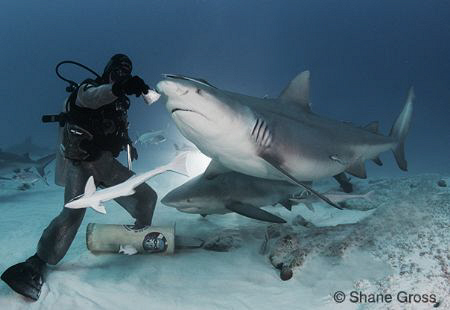 Back light bull shark feeding by Shane Gross 