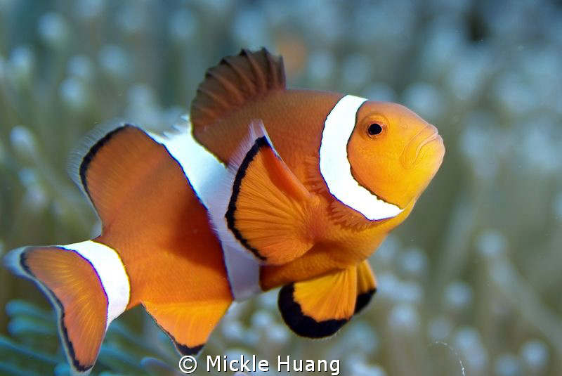PRINCE
Clown anemonefish
Orchid Island Taiwan by Mickle Huang 