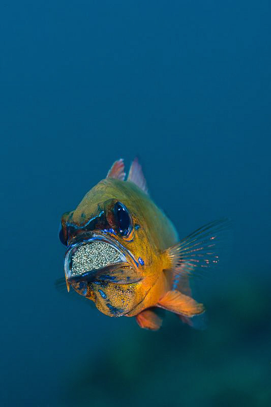 cardinal fish with eggs by Paolo Isgro 