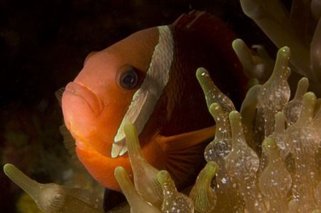 Solomons Anemone Fish. Taken with Nikon D70 in Subal Hous... by Pete Nowell 