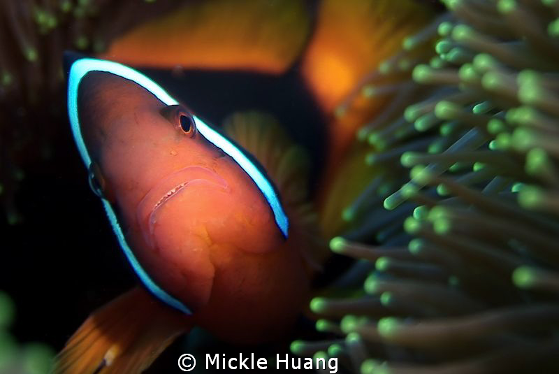 TOMATO
Tomato clownfish
Orchid Island Taiwan by Mickle Huang 