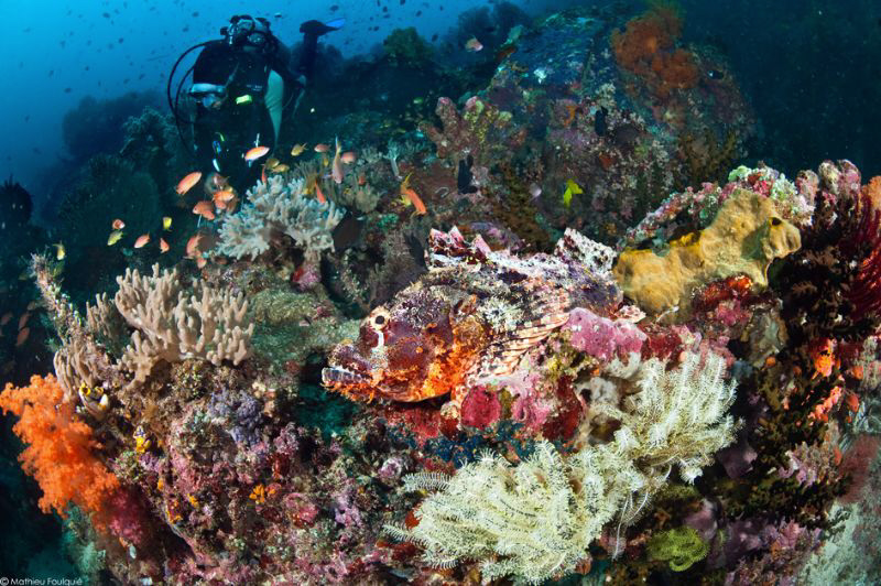 find the scorpionfish (Bangka_Sulawesi) by Mathieu Foulquié 