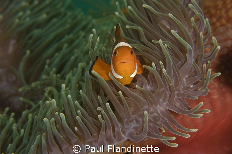 I particularly liked the colour contrasts of the anemone ... by Paul Flandinette 