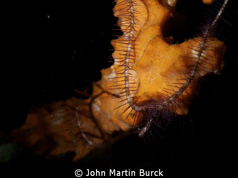 Some sort of Brittle star over coral by John Martin Burck 