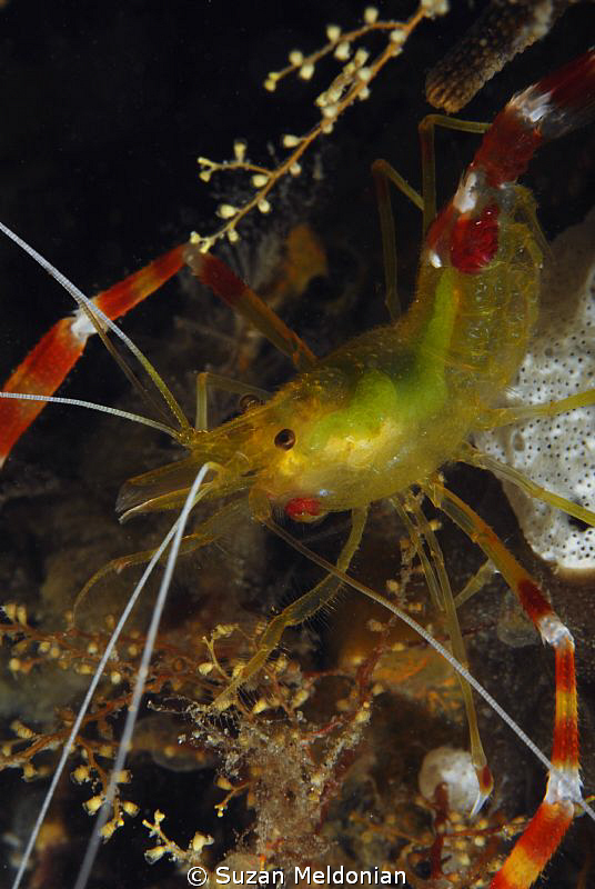 Golden Coral Shrimp -with eggs still inside! by Suzan Meldonian 