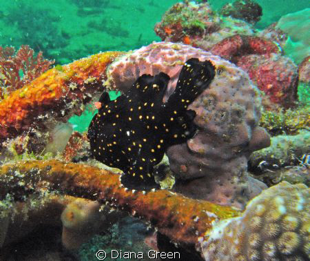 Frogfish (Juvenile).  Taken at Puerto Galera, Philippines... by Diana Green 