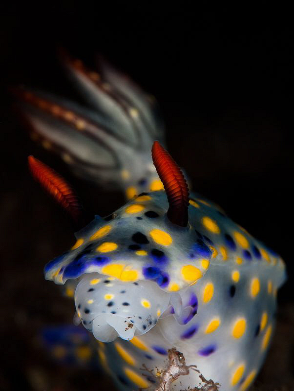 nudi in reverse lightning by Paolo Isgro 
