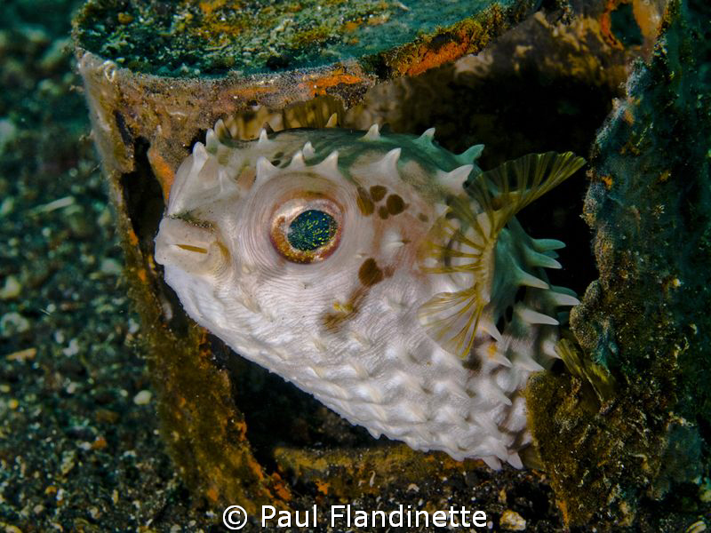 The orbicular burrfish seemed very much at home in this o... by Paul Flandinette 