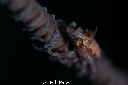Whip coral crab, taken at Gato Island, Malapascua, Philip... by Mark Pacey 