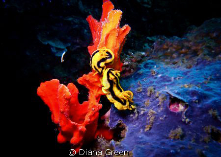 Nudibranch - love is in the air.  Taken at Puerto Galera,... by Diana Green 