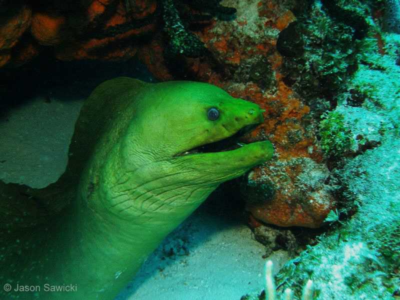 Photo taken of green moray on el cedral reef Cozumel. by Jason Sawicki 