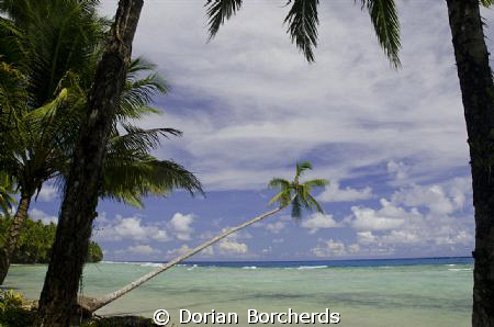 A palm over the beach at Mussau Island, P.N.G. by Dorian Borcherds 
