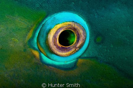 Eye of parrot fish taken at night while asleep inside its... by Hunter Smith 