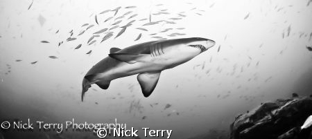Grey nurse shark at South West Rocks NSW Australia, this ... by Nick Terry 