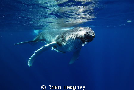 1 second to impact with a 4 tonne baby Humpback Whale. Ouch! by Brian Heagney 