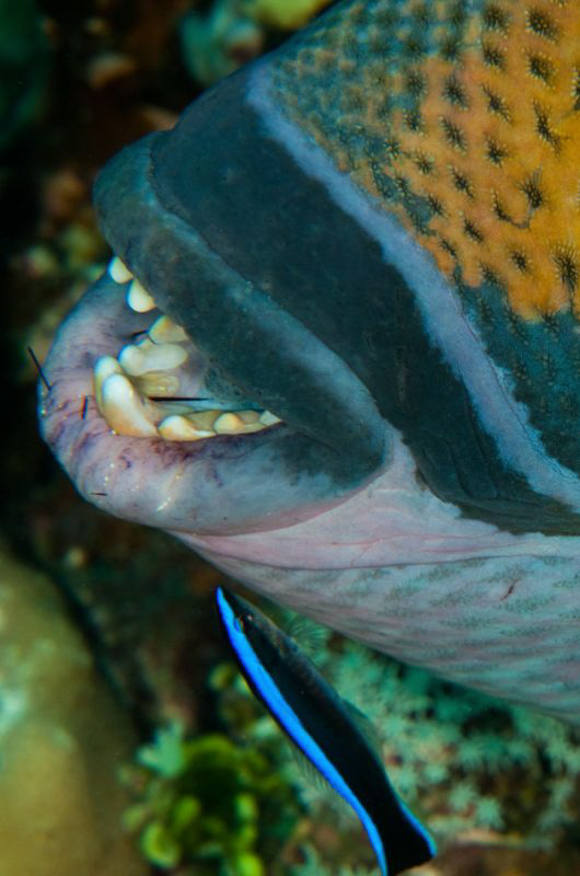 'Titan Toothpick' - a cleaner wrasse attends to a Titan T... by Paul Colley 
