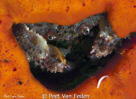 Crab inside, its sponge hide out, evaluating its next mea... by Peet Van Eeden 