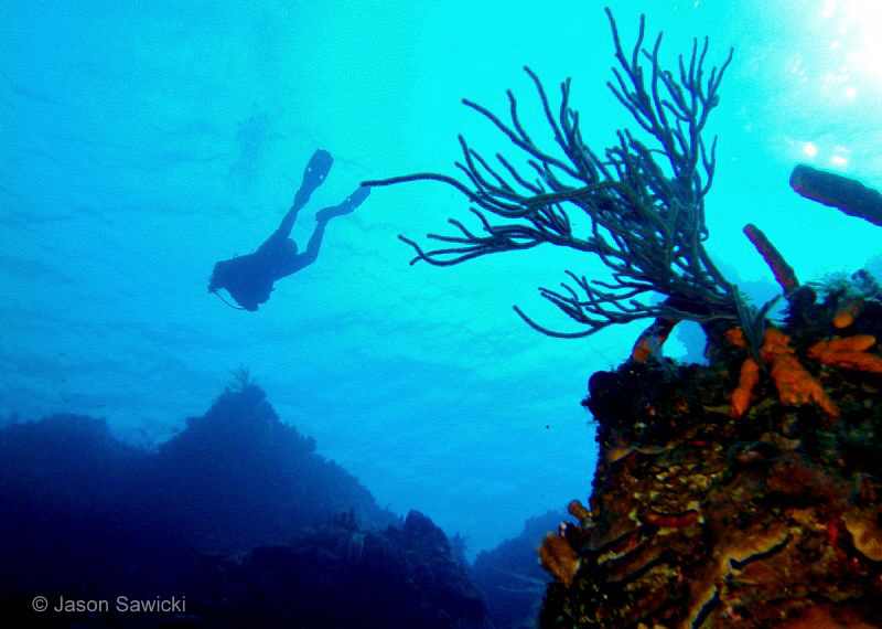 Diver on Palancar wall. by Jason Sawicki 