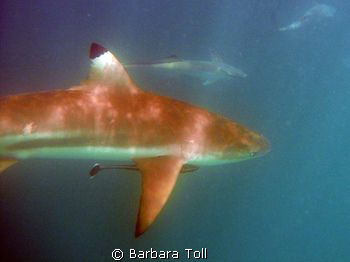 Blacktip shark by Barbara Toll 