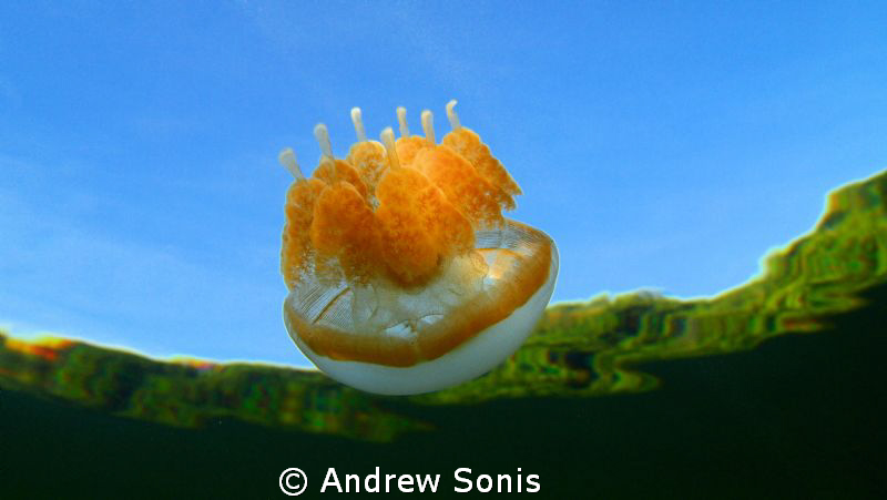 Taken while snorkeling at Jellyfish Lake on a crystal cle... by Andrew Sonis 