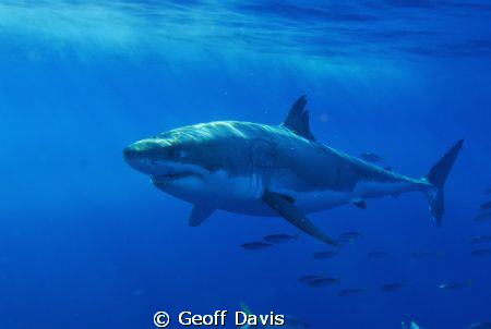 Great White lounging off of Gaudalupe Island. by Geoff Davis 