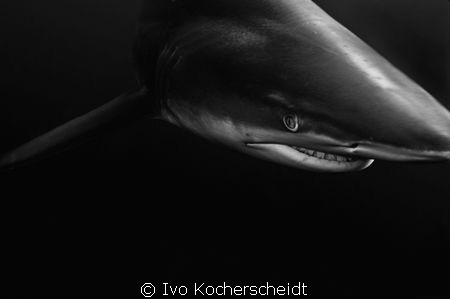 A bronze whaler photographed of Umkomaas/Aliwal shoal in ... by Ivo Kocherscheidt 