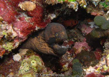 2 black cheek eels checking me out, can you find the 2nd ... by Karen Woods 