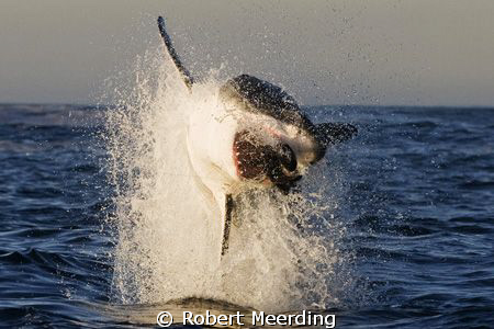 This Great White took a bite at a decoy seal during a tri... by Robert Meerding 