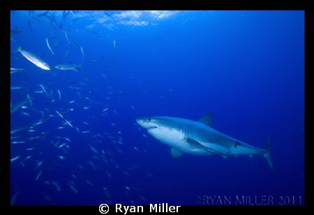 White Shark, Guadalupe Island Sept 2011 by Ryan Miller 