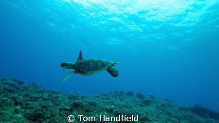 Happy Turtle West Ohau by Tom Handfield 
