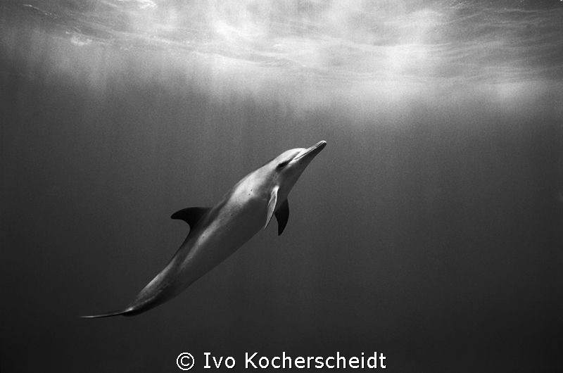 BOTTLENOSE DOLPHIN PHOTOGRAPHED OF THE SILVER BANKS
2DX ... by Ivo Kocherscheidt 