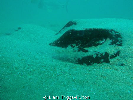 Using a olympus sw1030, 

This bull ray was relaxing on... by Liam Triggs-Fulton 