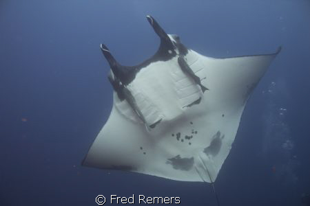This close encounter with a manta ray took place in the A... by Fred Remers 