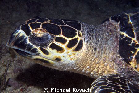 Hawksbill Turtle on the First Reef off the Fort Lauderdal... by Michael Kovach 