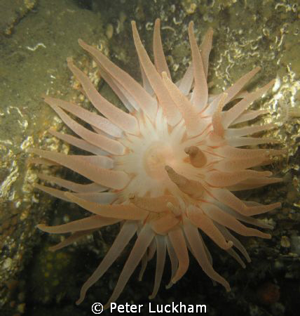 Swimming Anemone, just chillin in the Salish Sea
Canon G... by Peter Luckham 