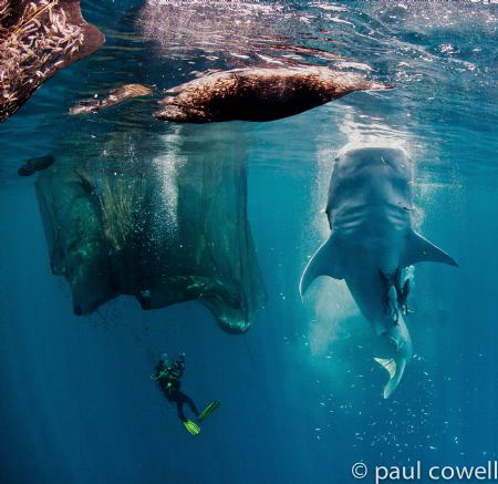 resident whalesharks of cenderawasih bay vertically feedi... by Paul Cowell 