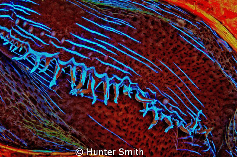 Mantle of giant clam photoshopped for colour and contrast. by Hunter Smith 