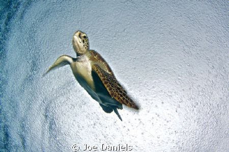 Turtle in the rain by Joe Daniels 